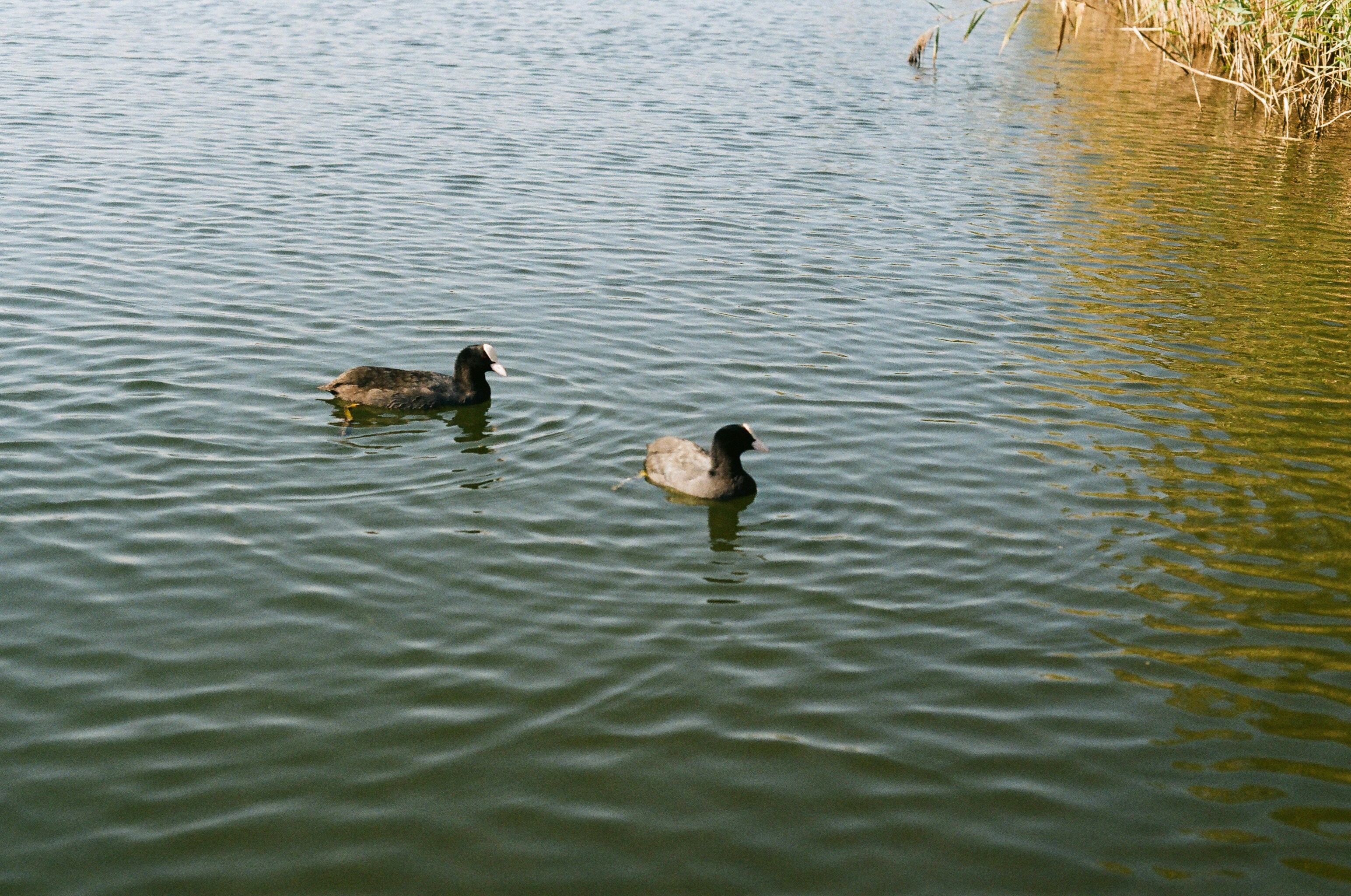 Photo by thesilvafocus