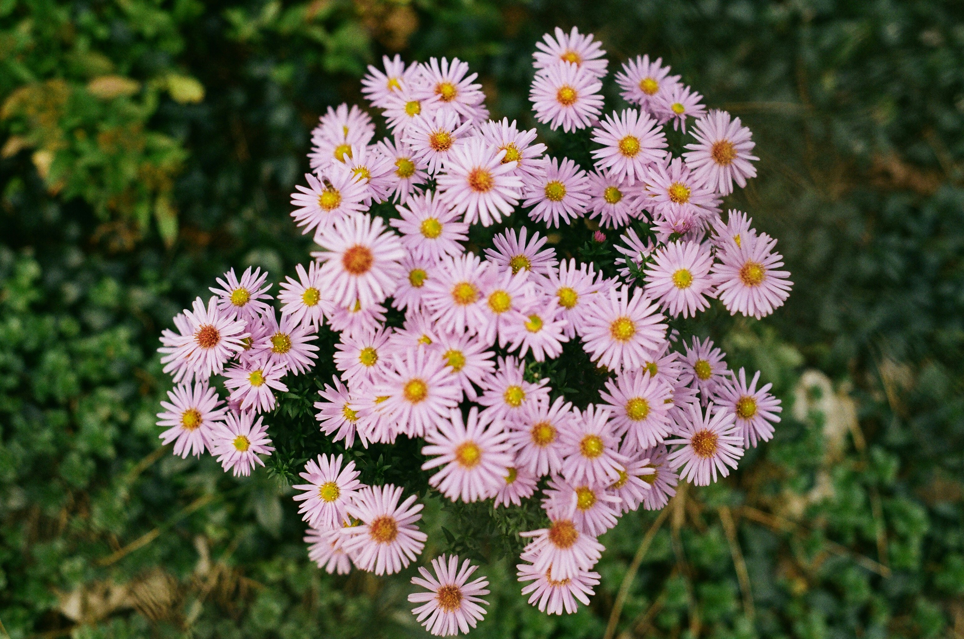 Photo by thesilvafocus