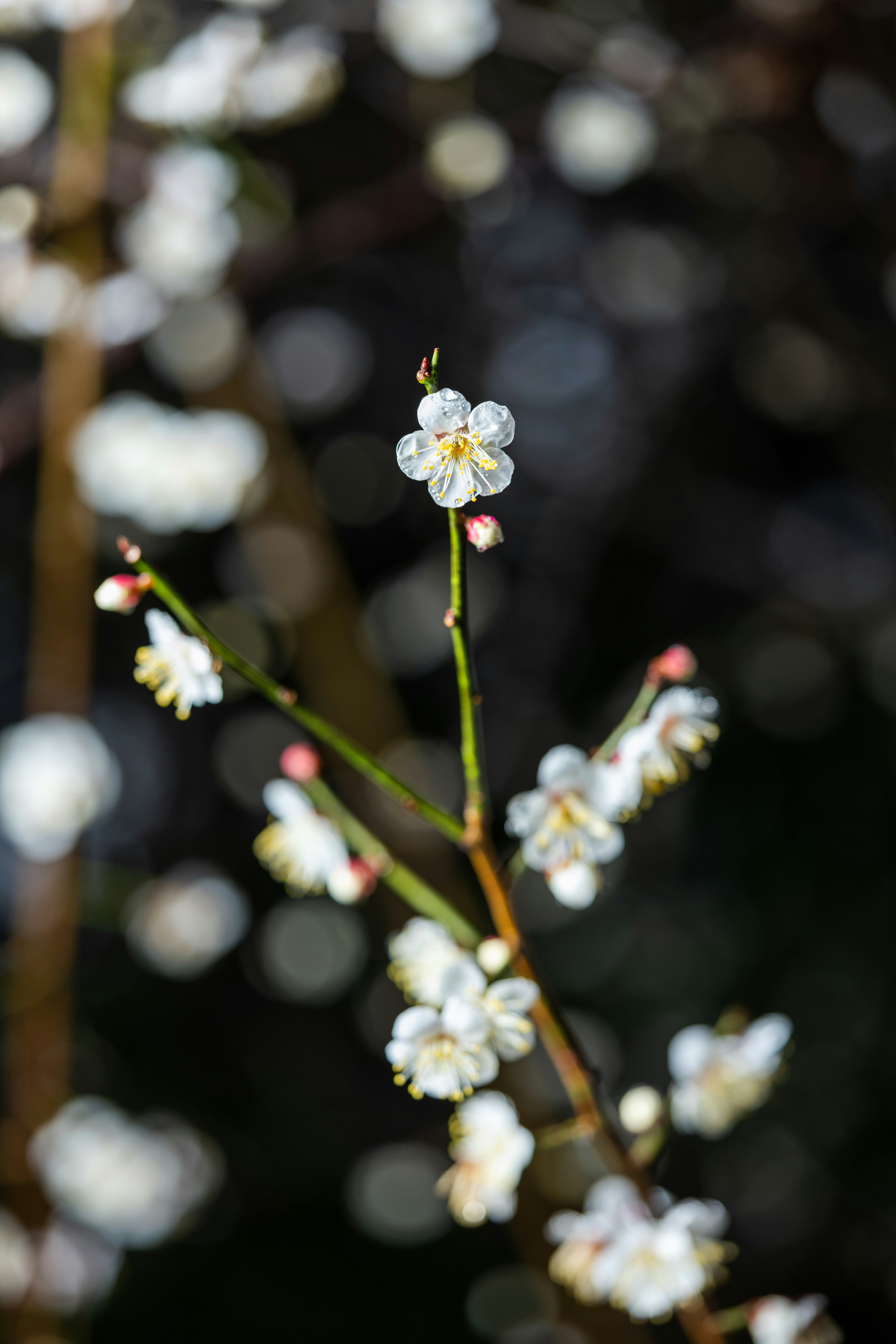 Photo by pafuxu