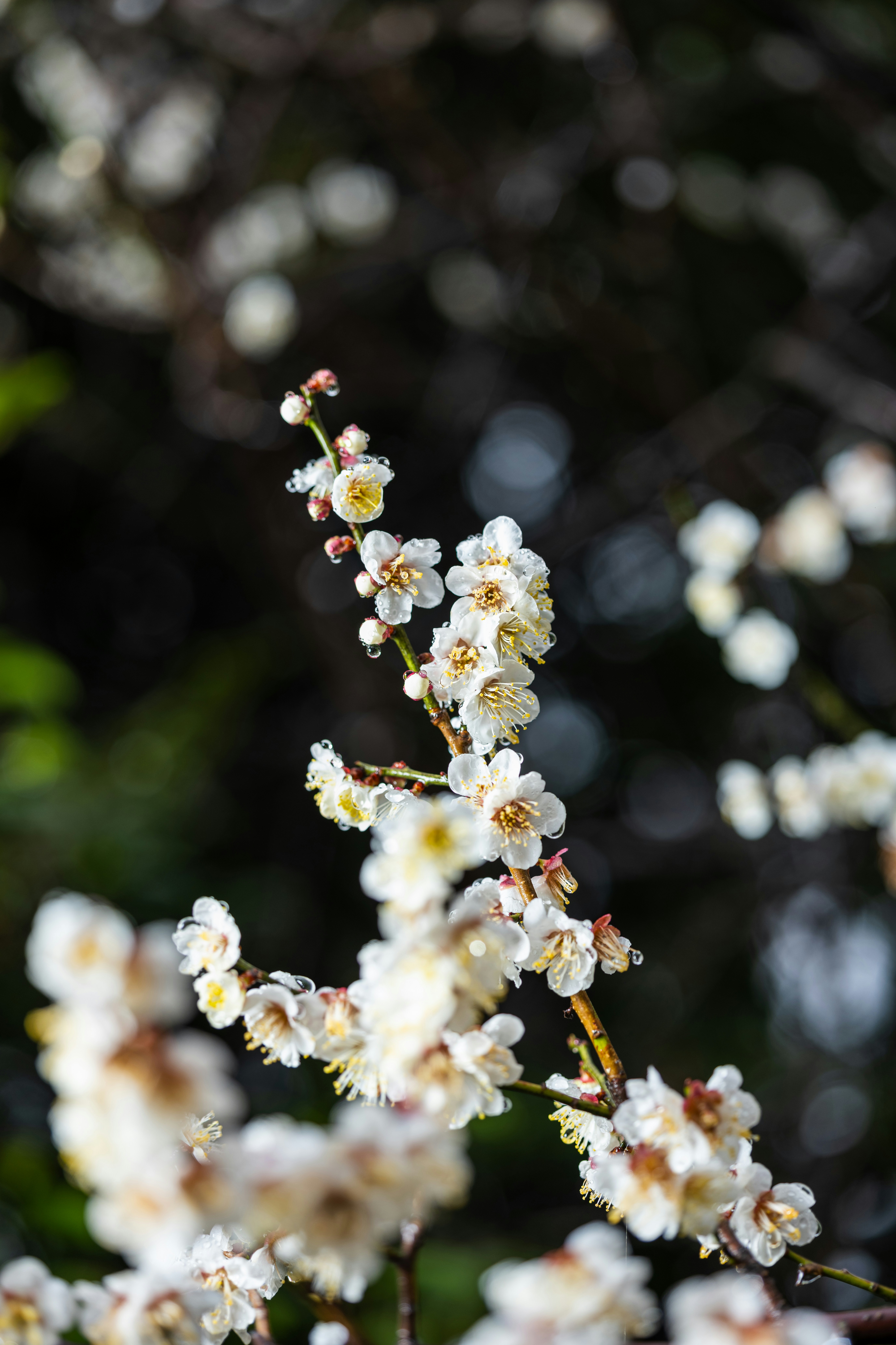 Photo by pafuxu