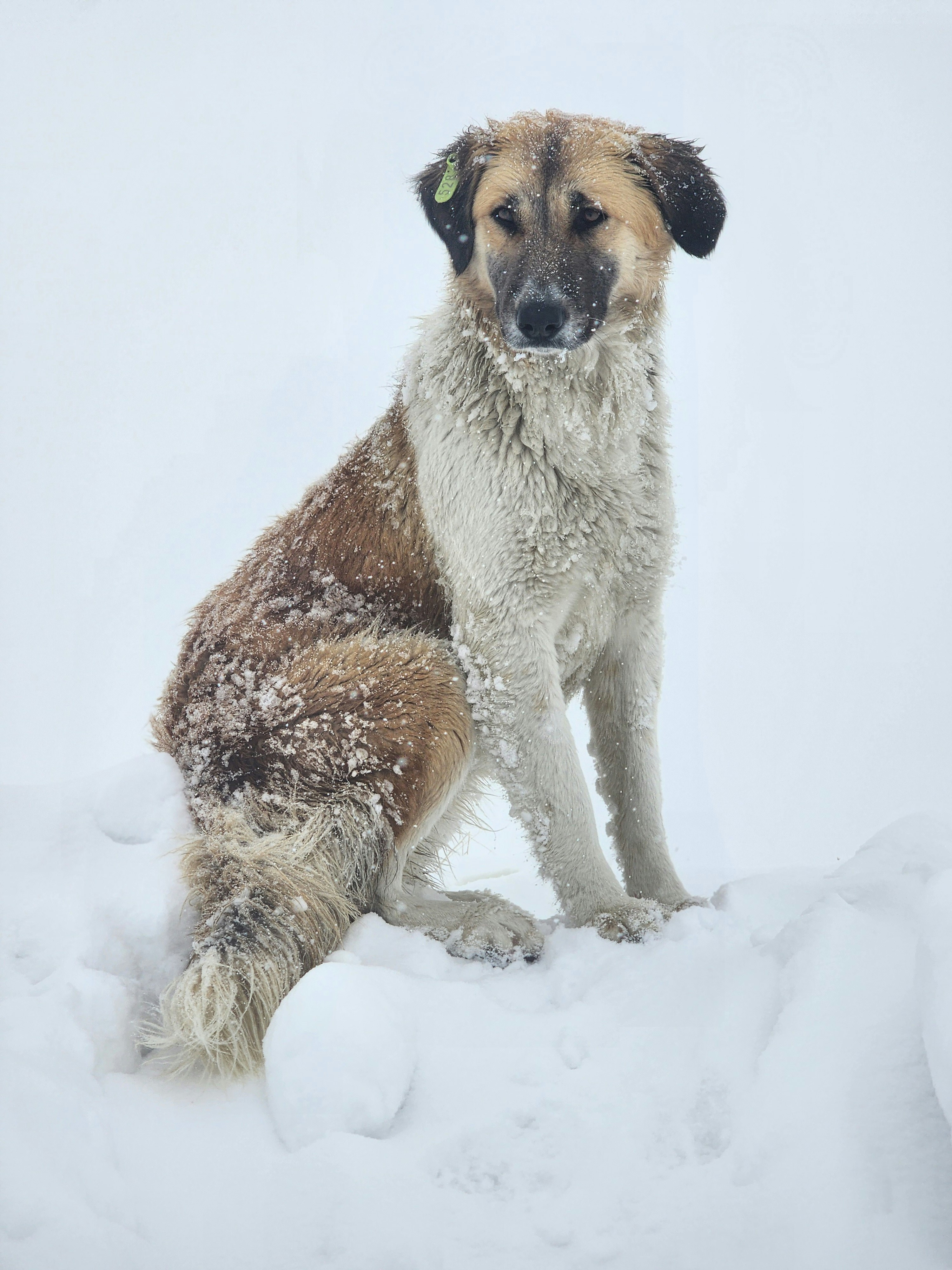 Photo by arefsarkhosh