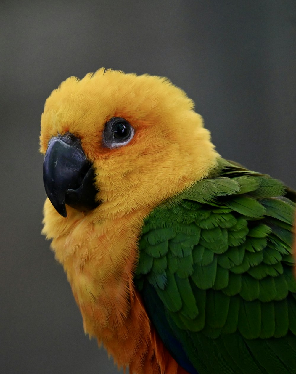 a close up of a yellow and green parrot