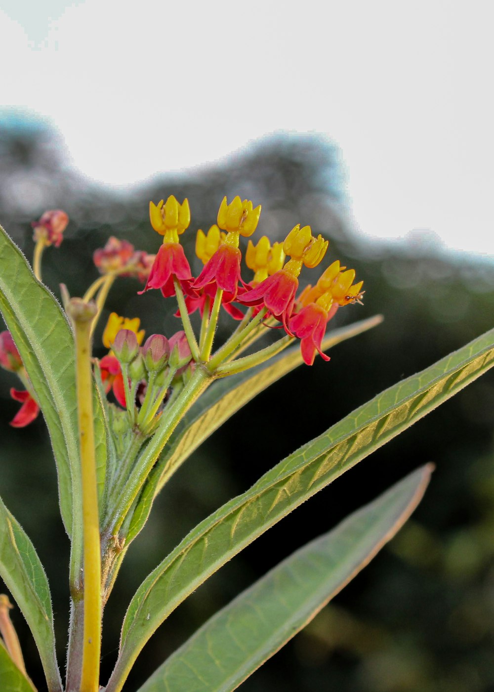 a close up of a plant with red and yellow flowers