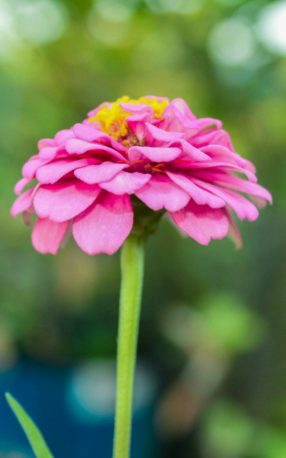 a pink flower with a yellow center in a vase