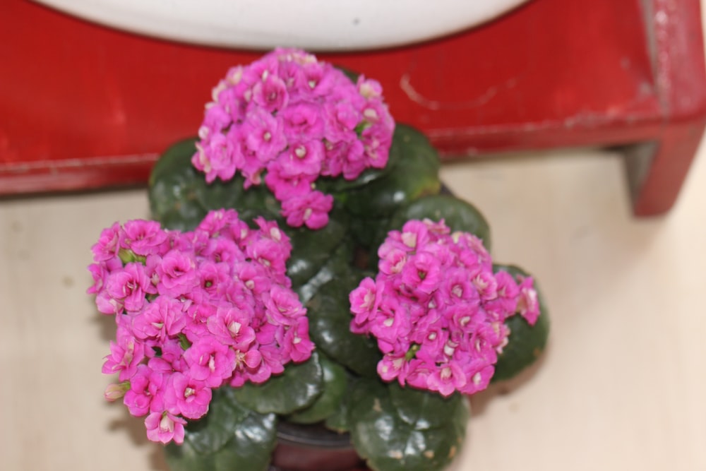 a potted plant with pink flowers on a table