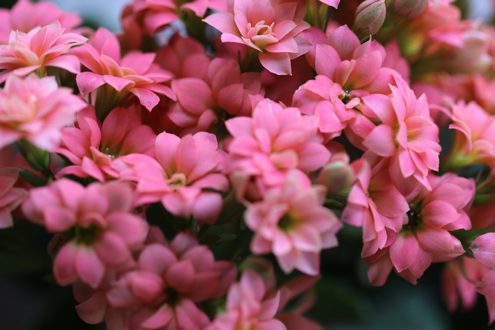 a bunch of pink flowers with green leaves