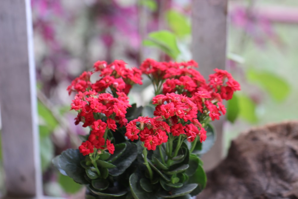 a potted plant with red flowers in a garden