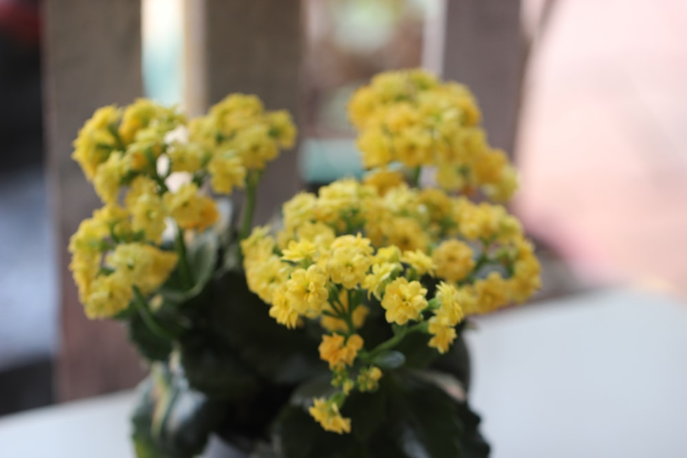 a couple of yellow flowers sitting on top of a table