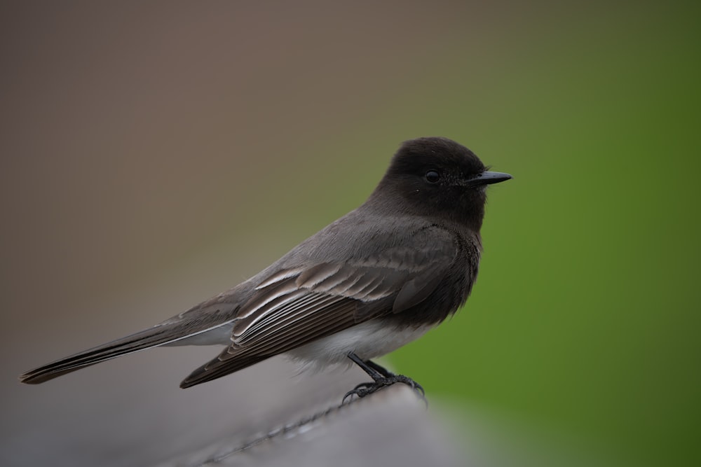 a small bird sitting on top of a piece of wood