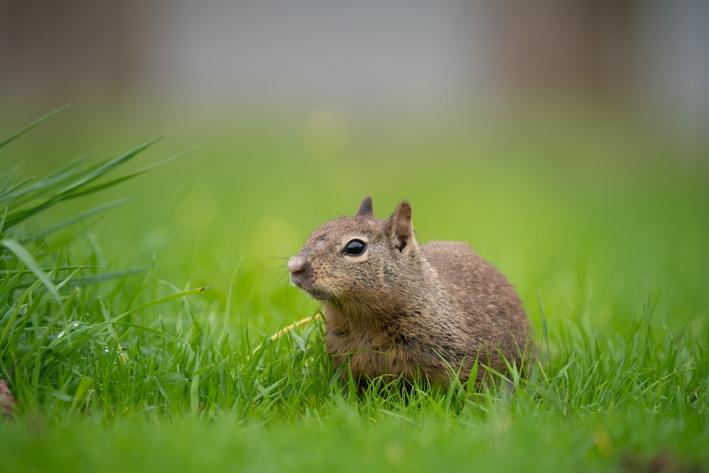a small squirrel is sitting in the grass