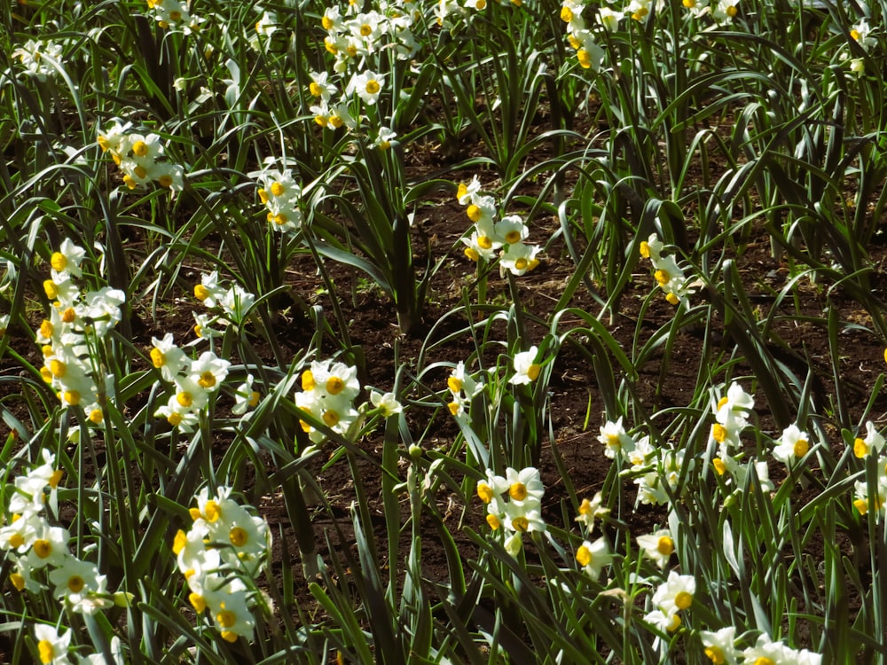 a field full of white and yellow flowers