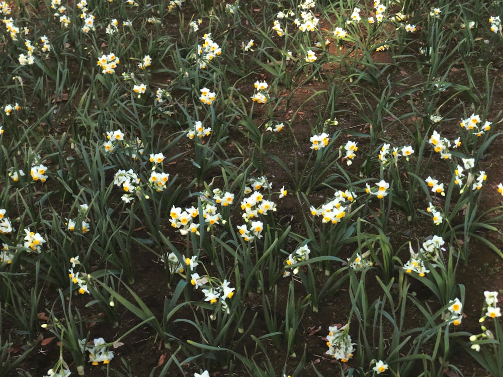 a field full of white and yellow flowers