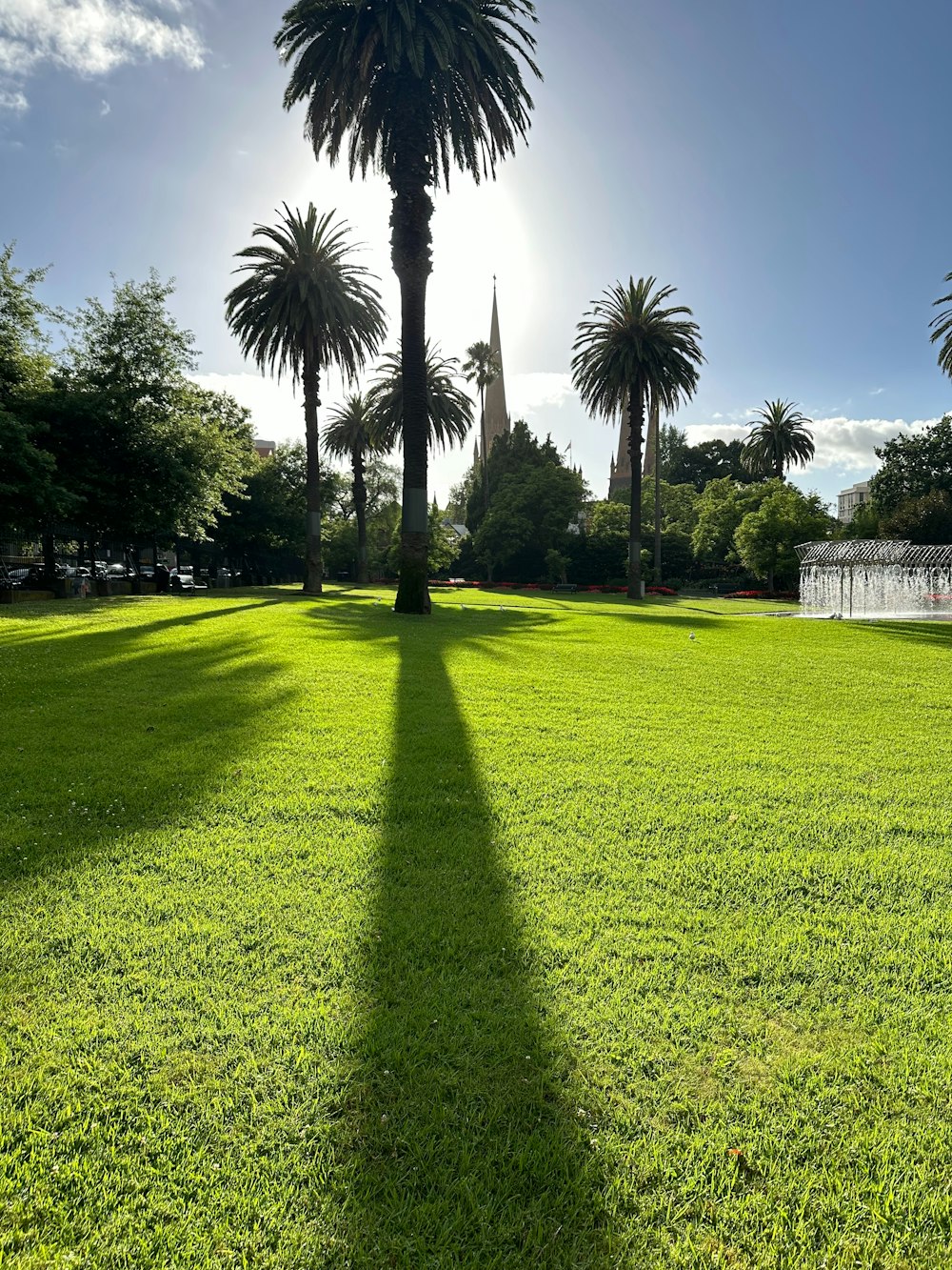 the shadow of a palm tree on the grass