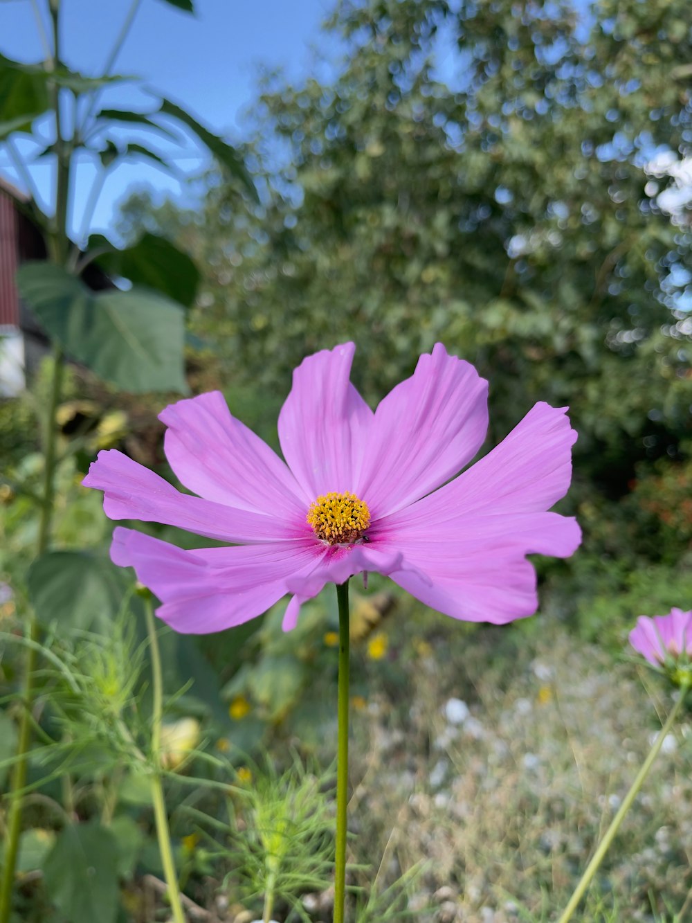 a pink flower in a field of grass