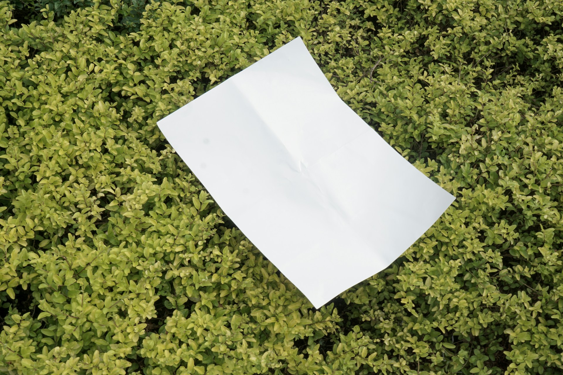 a piece of paper on top of a bush