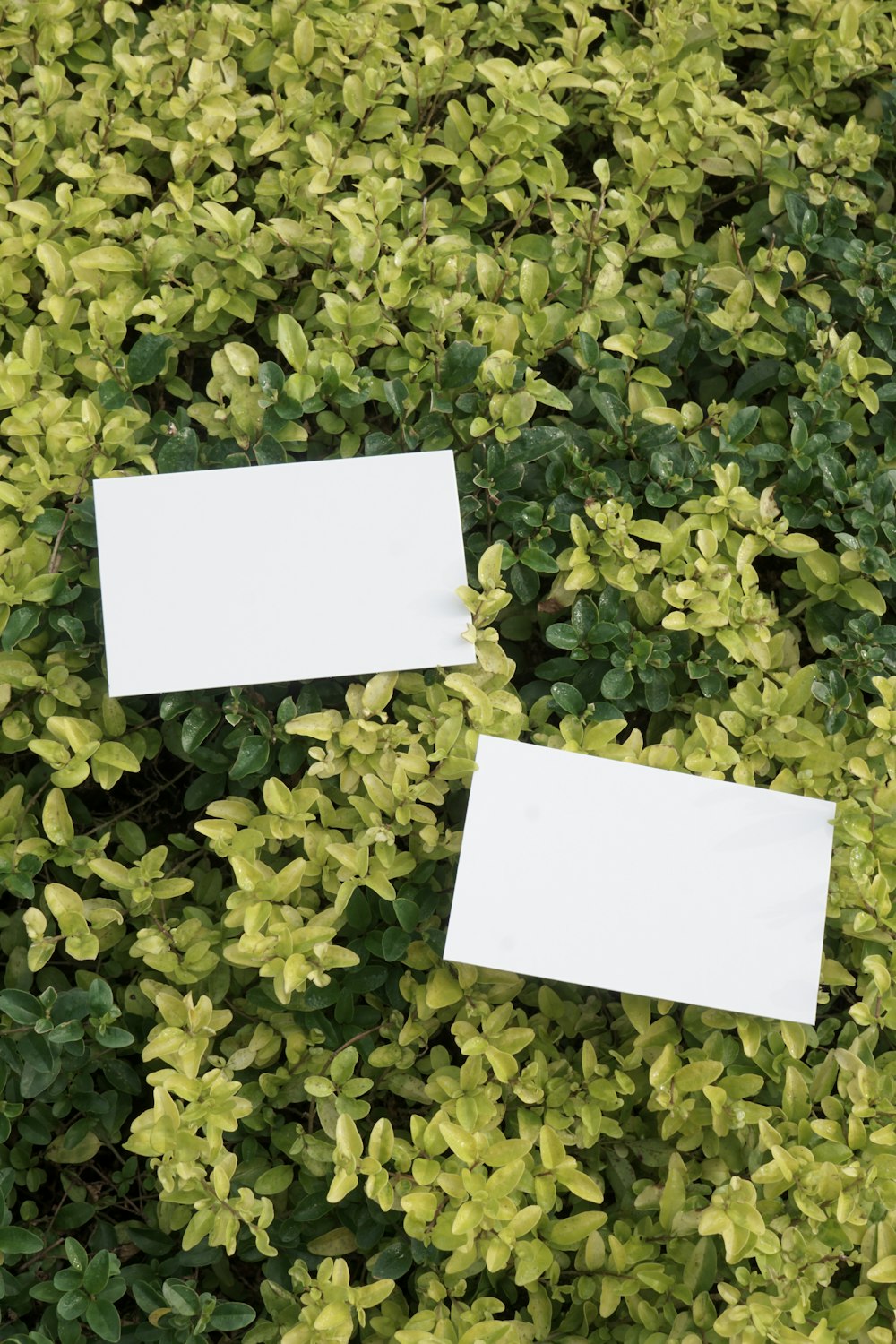 two white paper signs sitting on top of a green bush