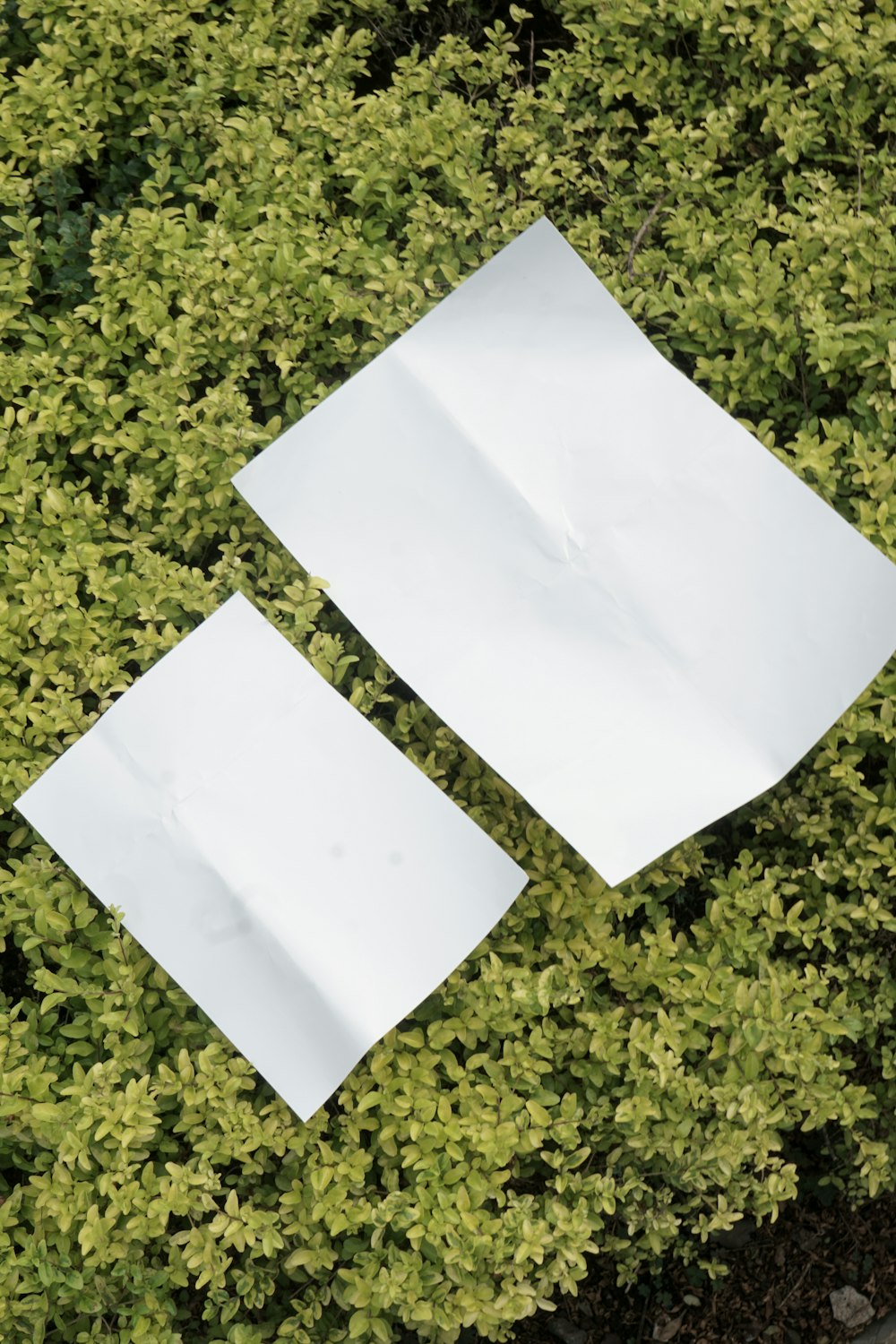 two pieces of white paper sitting on top of a green bush