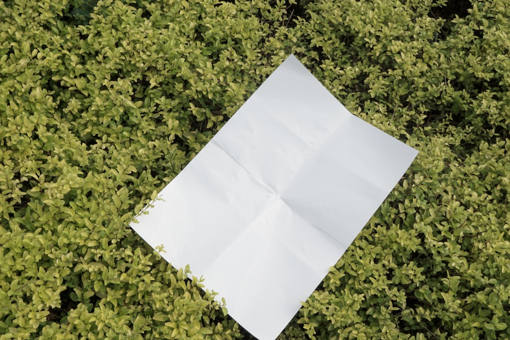 a piece of white paper laying on top of a lush green field