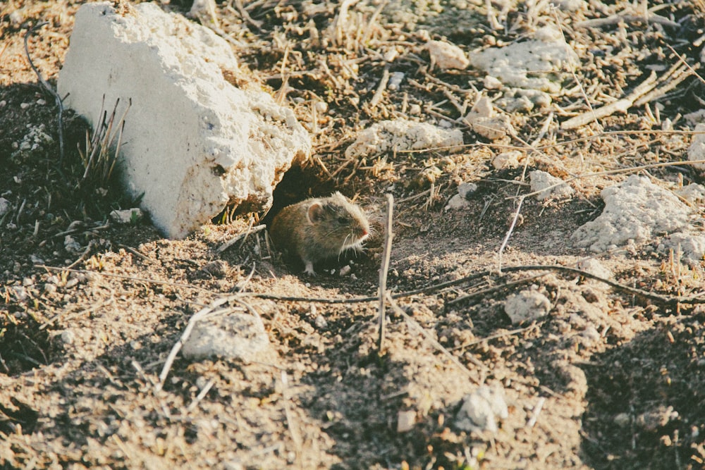 a rodent in the dirt near a rock