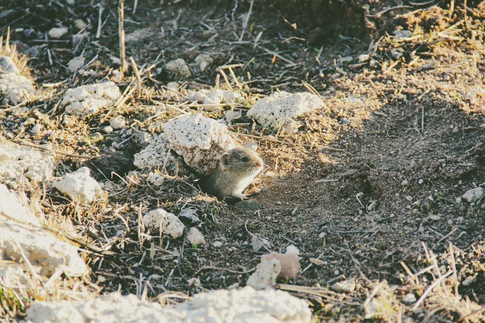 a small animal laying on top of a dirt field