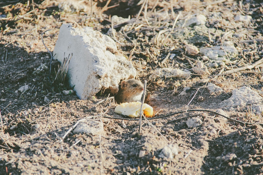 a mouse eating a piece of fruit in the dirt