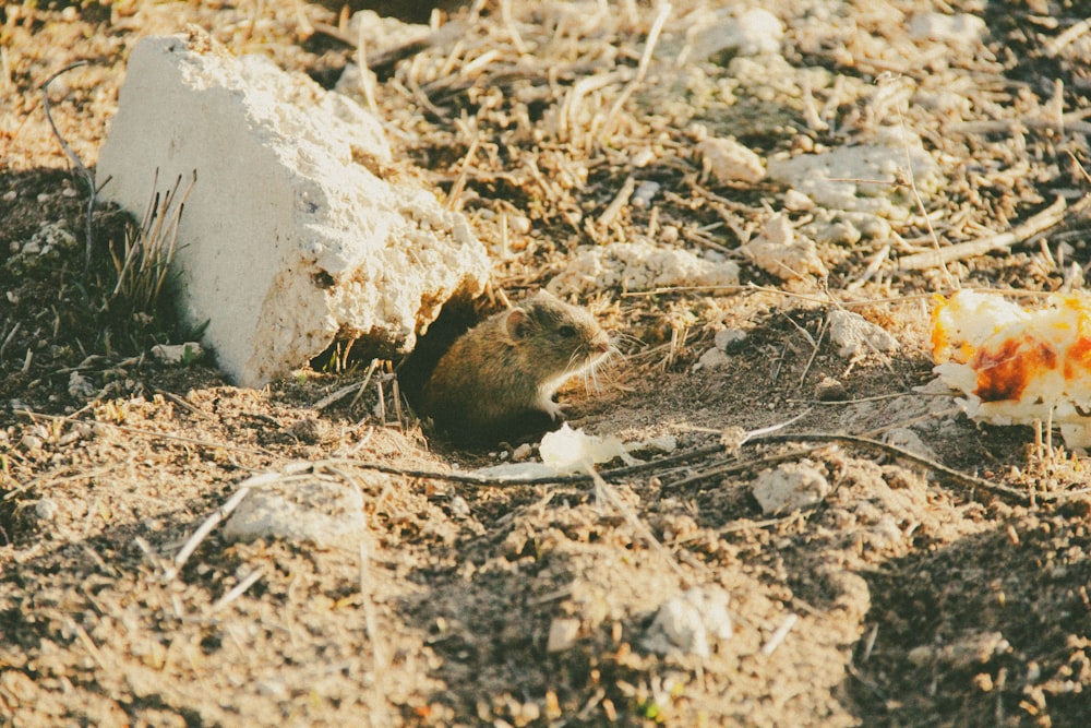 a rodent in the dirt next to a rock