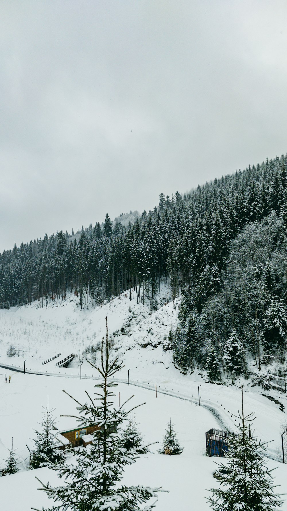 雪に覆われた山で、その側面に木々が生い茂っています