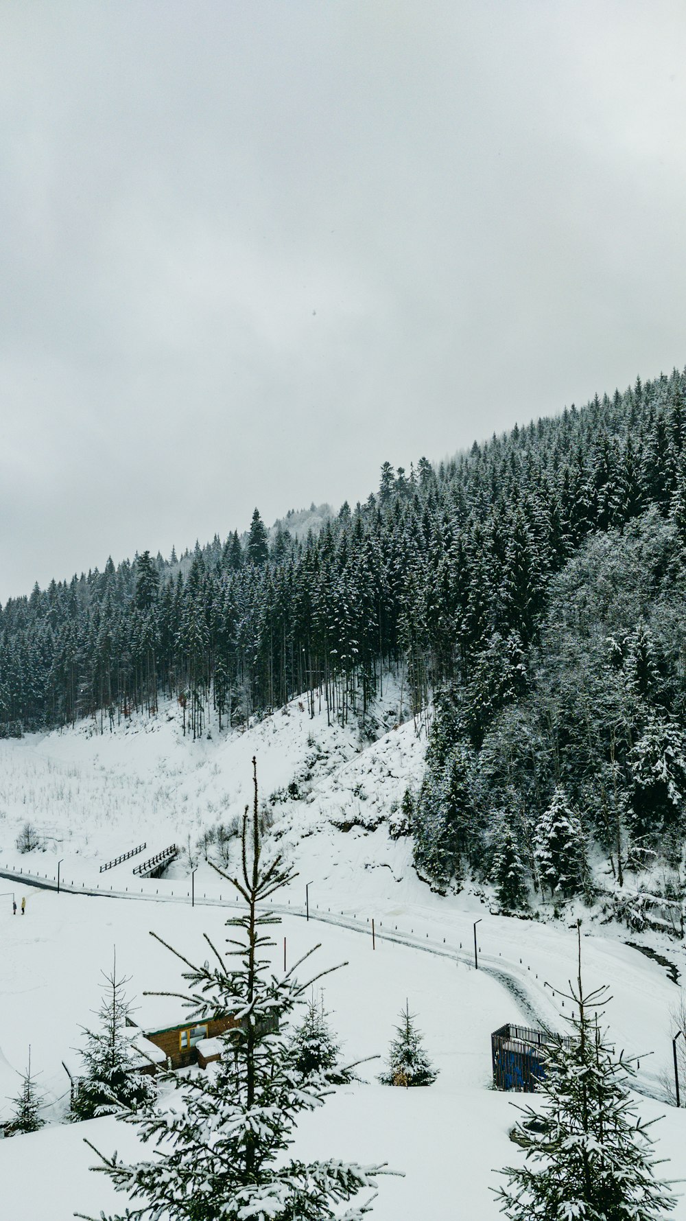 a snow covered mountain with trees on the side of it