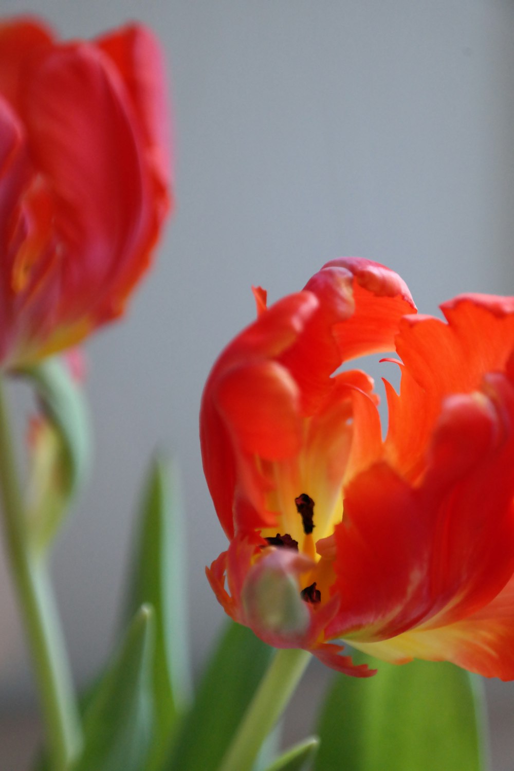 a close up of a red flower with green leaves