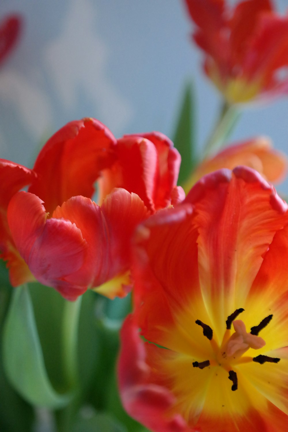 a close up of a bunch of red and yellow flowers