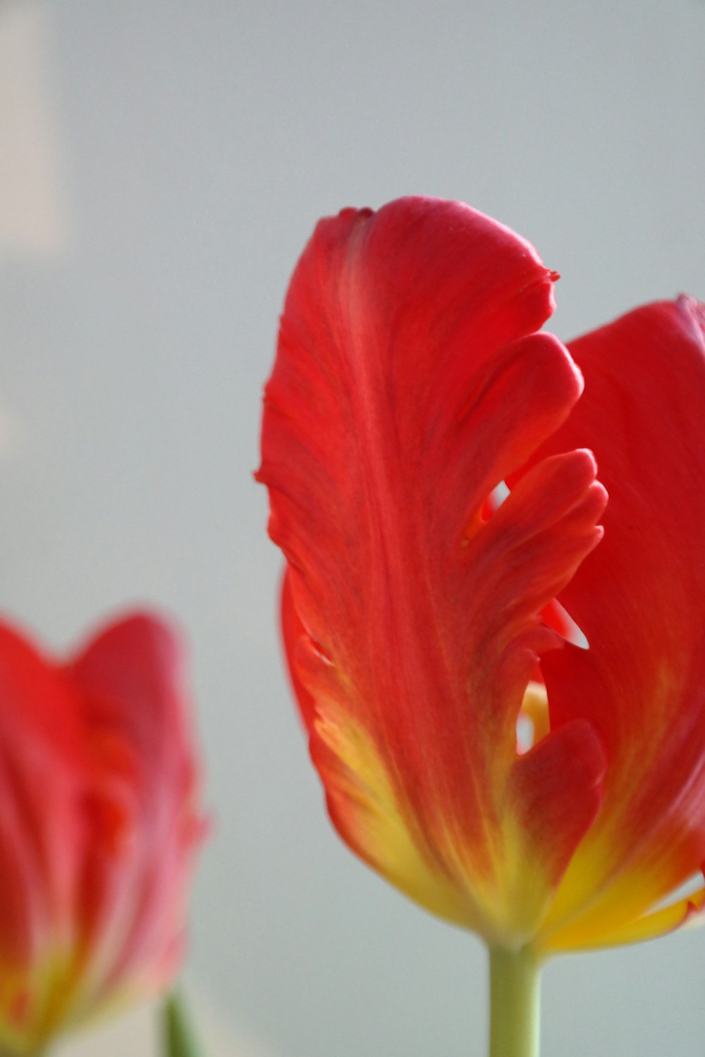 um close up de uma flor vermelha com um fundo branco