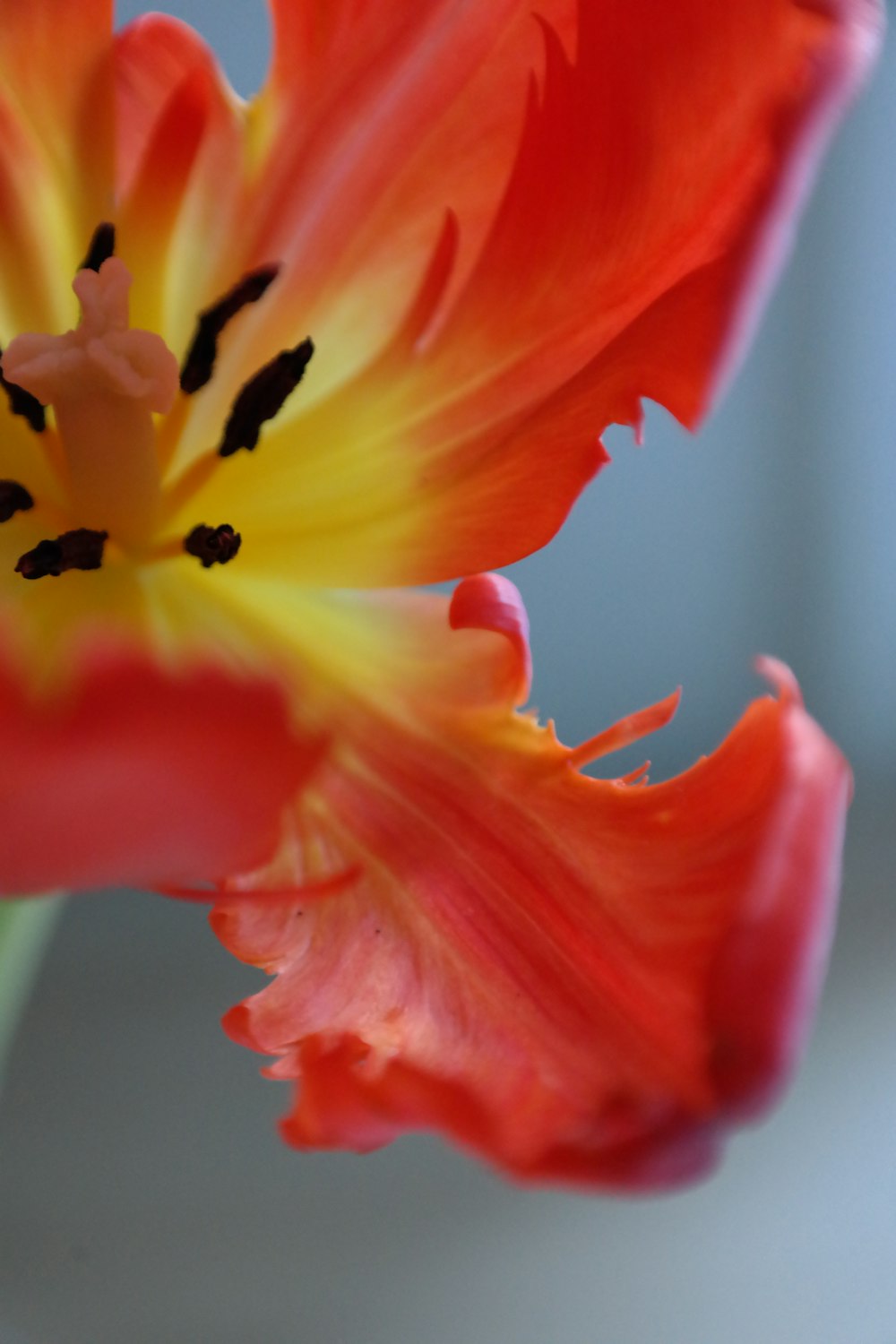 a close up of a red and yellow flower