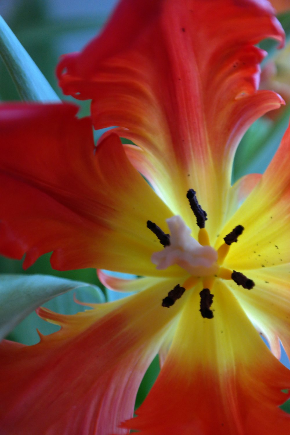 a close up of a red and yellow flower