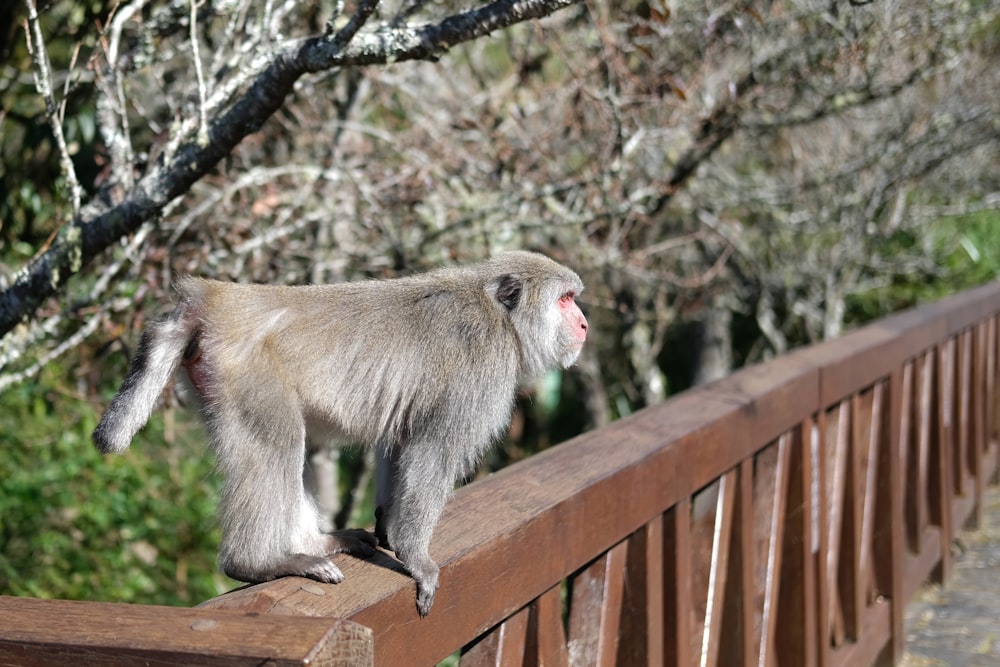 a monkey is standing on a wooden fence