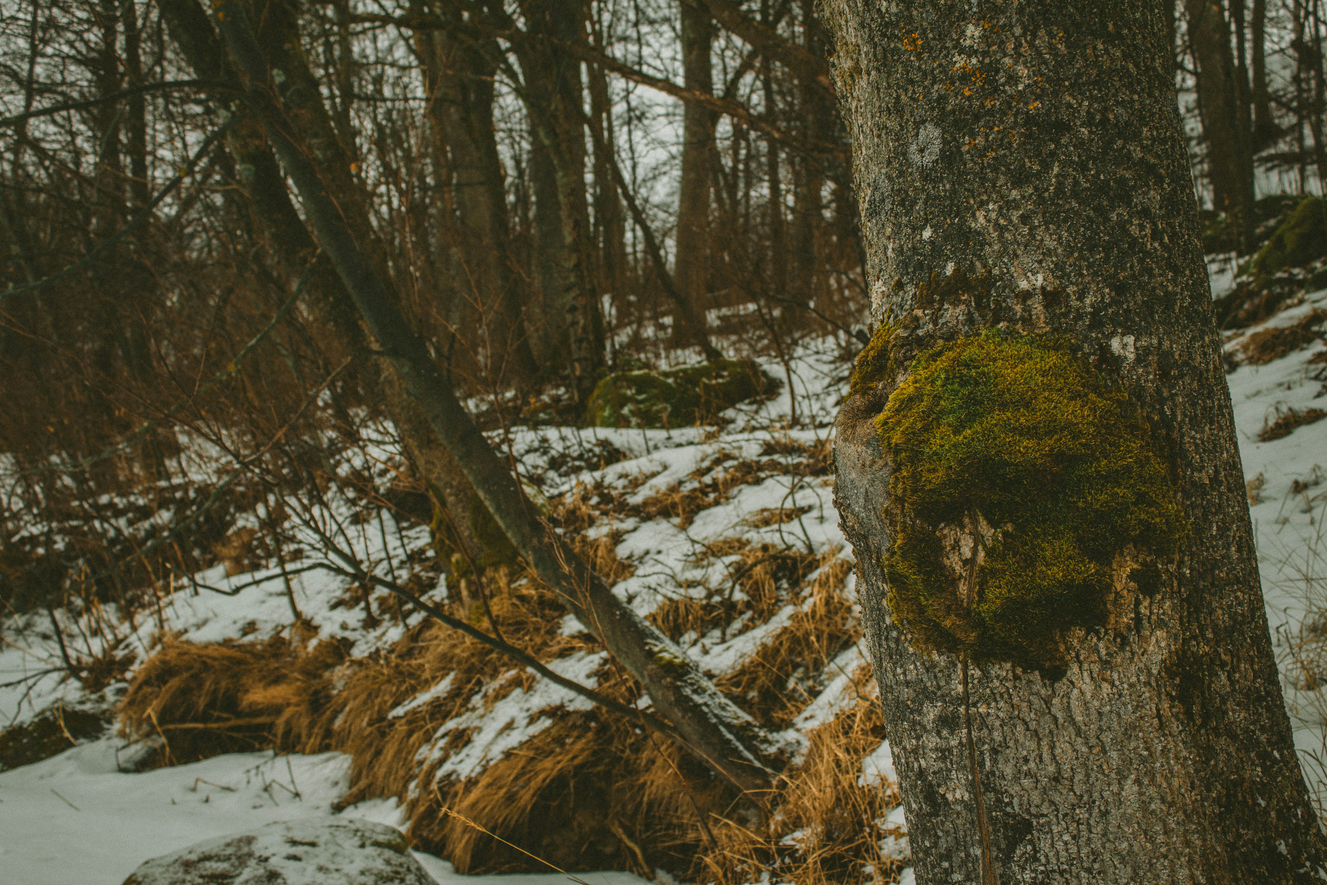 Photo by maximyuryshev