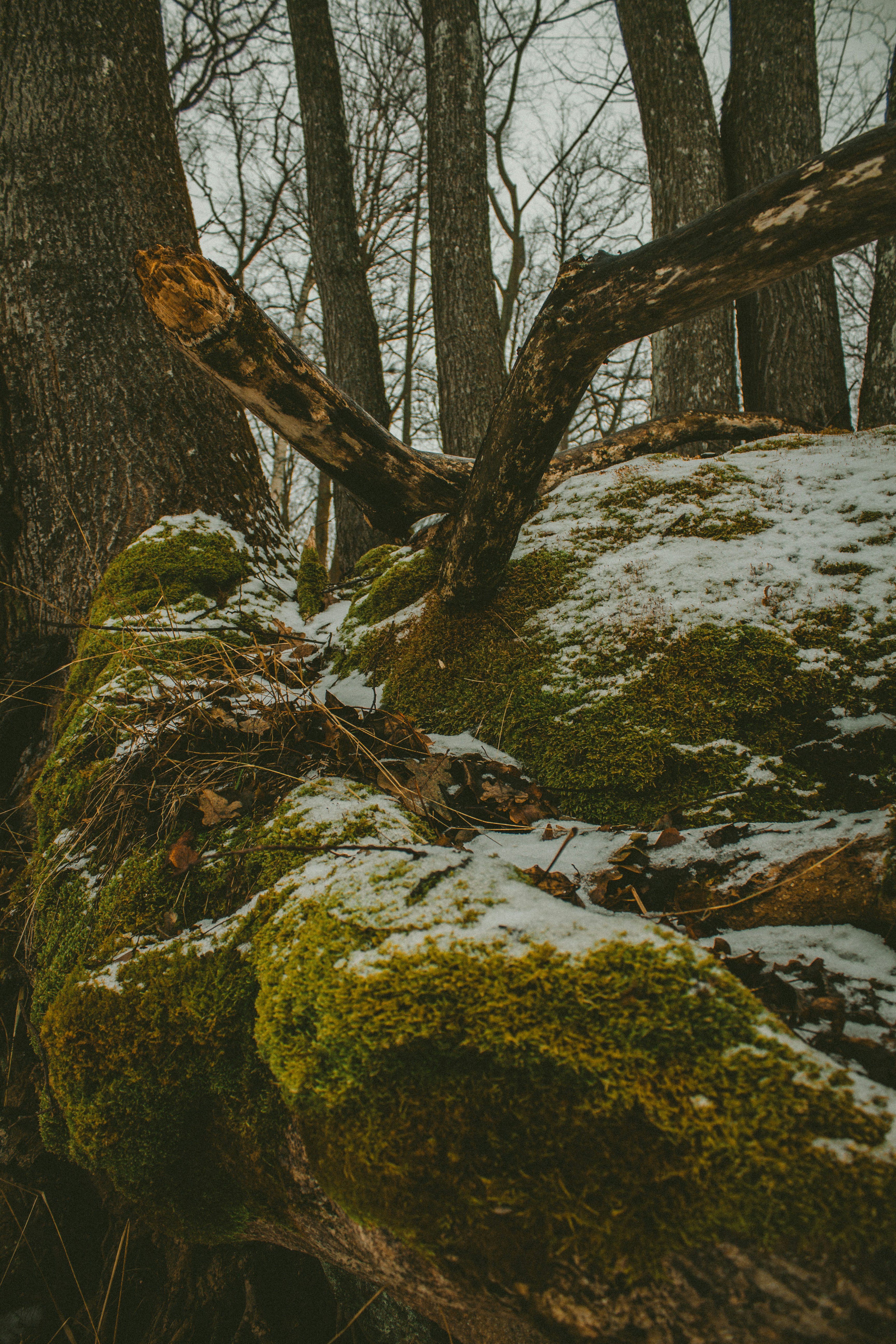 Photo by maximyuryshev