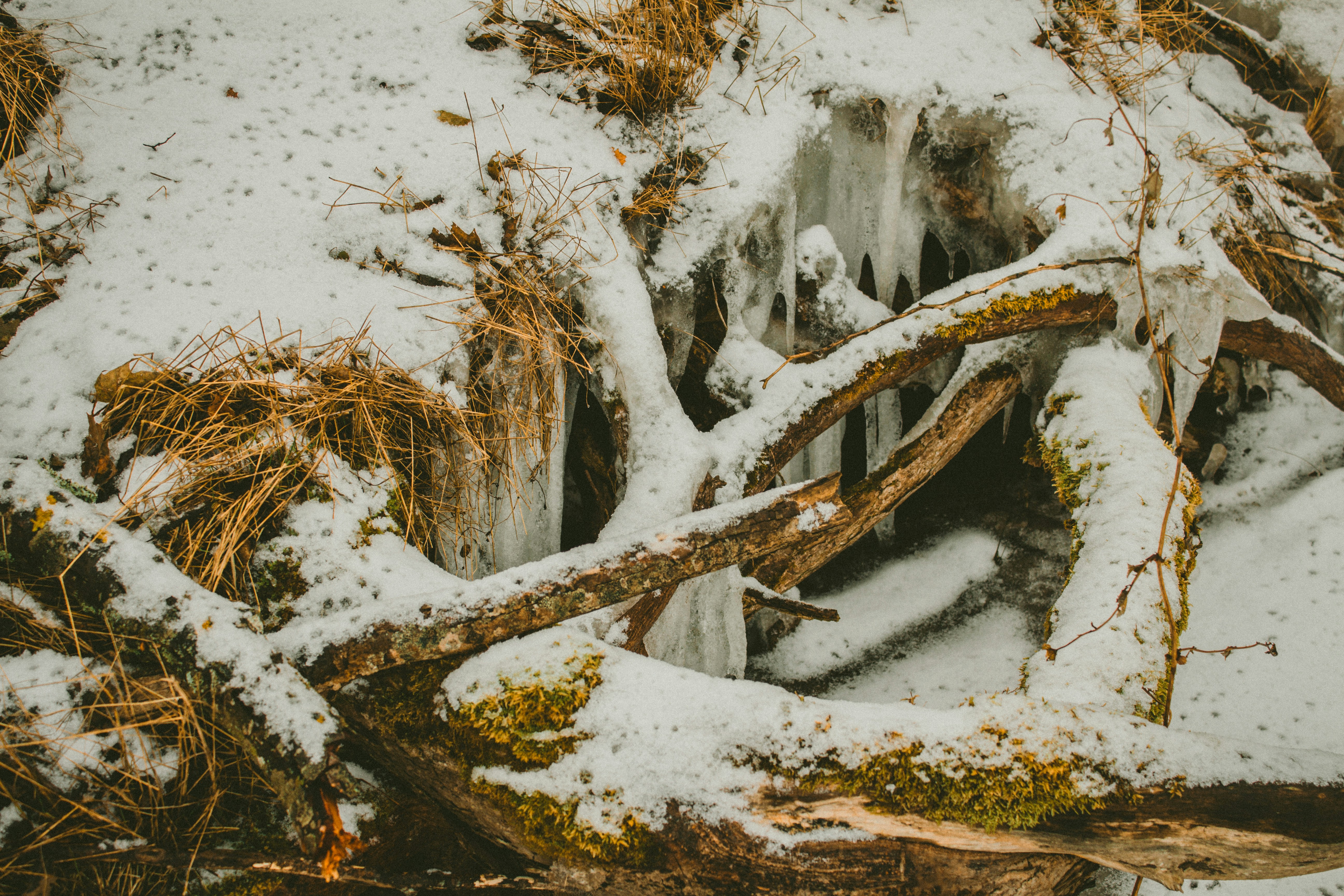 Photo by maximyuryshev