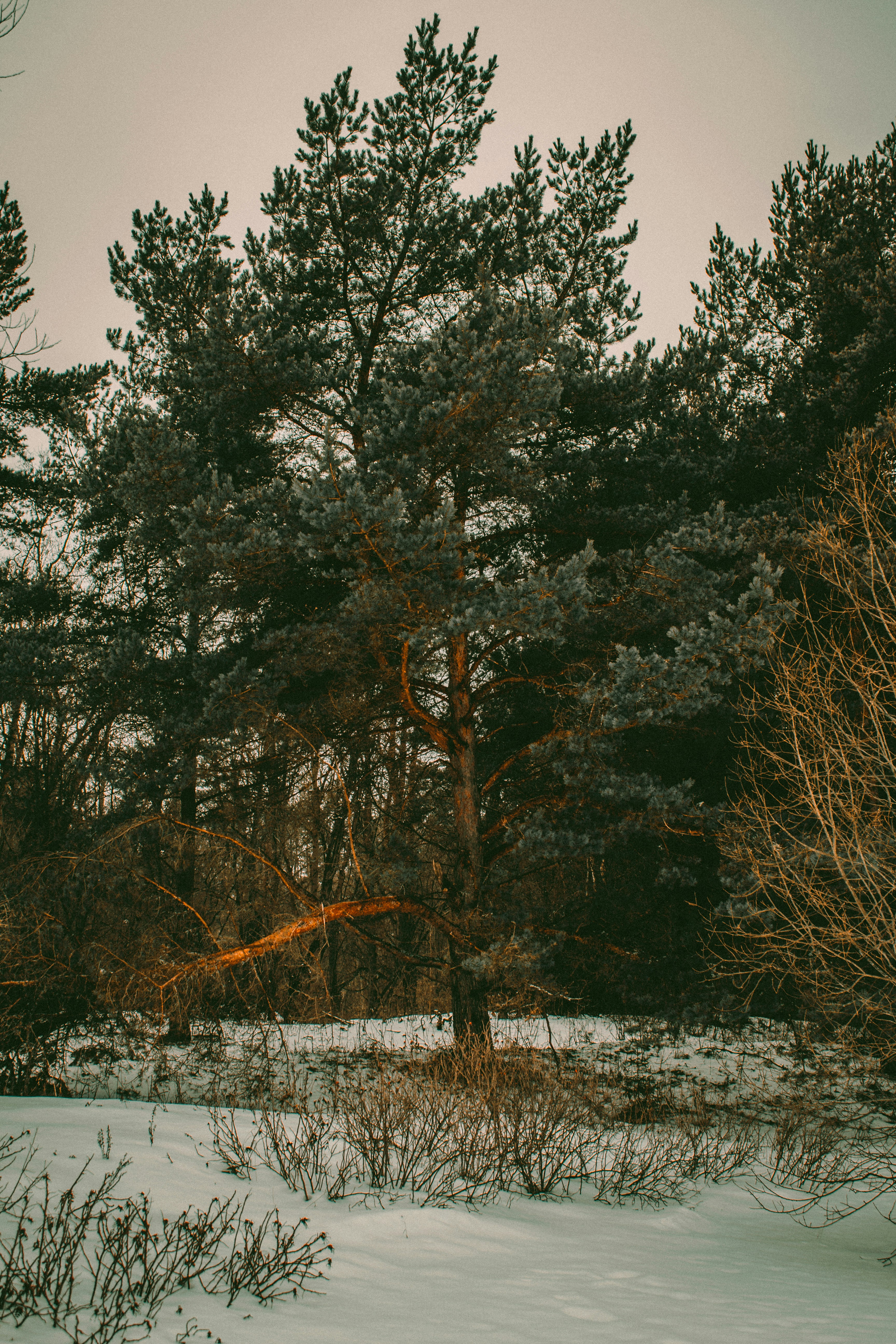 Photo by maximyuryshev