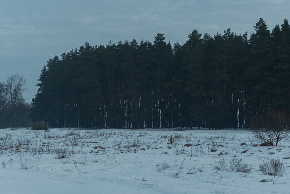 a snow covered field with trees in the background