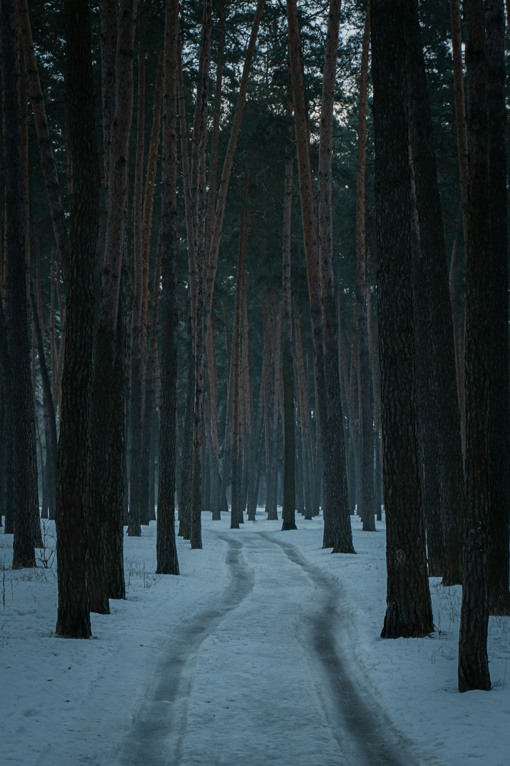 a path in the middle of a snowy forest