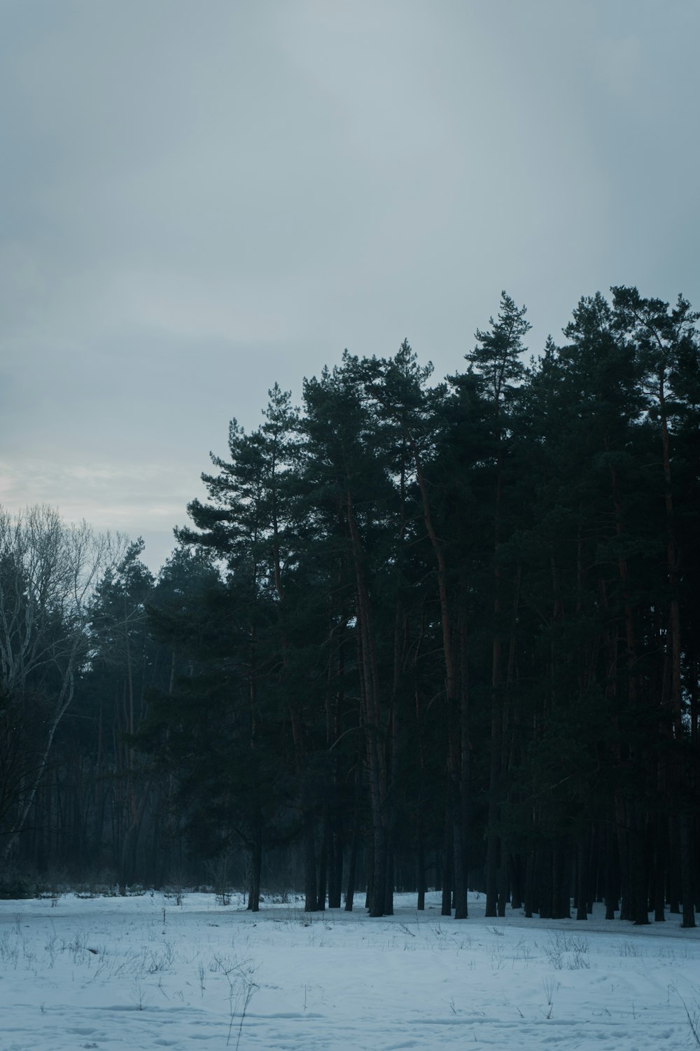 a snow covered field with trees in the background