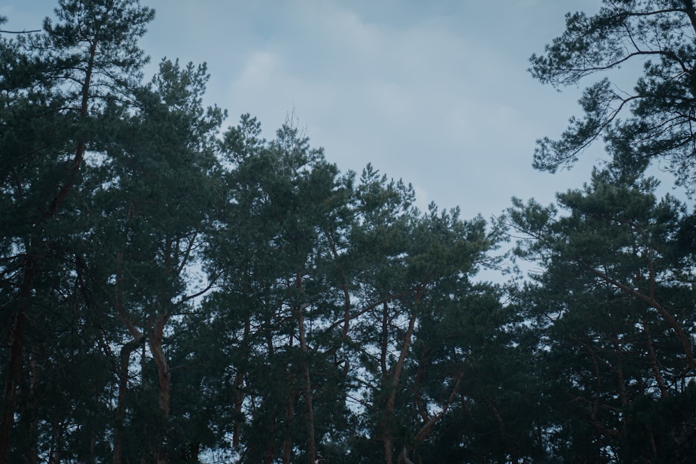 un bosque lleno de muchos árboles bajo un cielo nublado