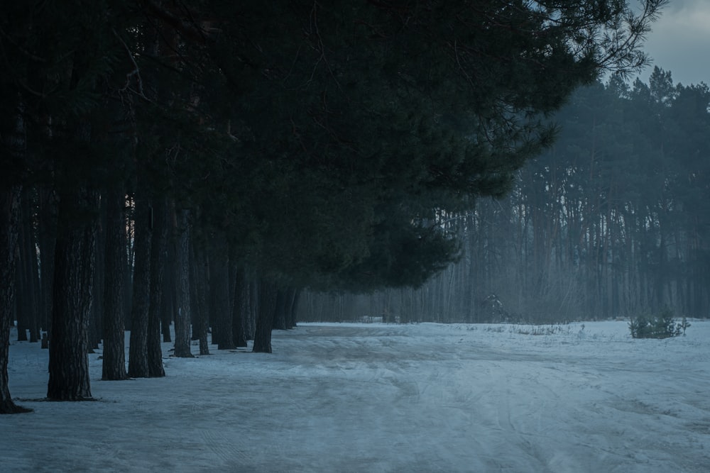 a snowy path in the woods with trees