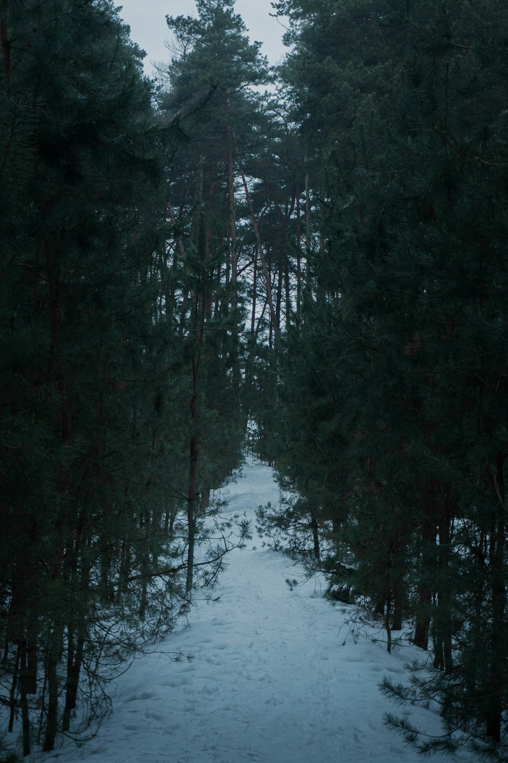un chemin enneigé au milieu d’une forêt