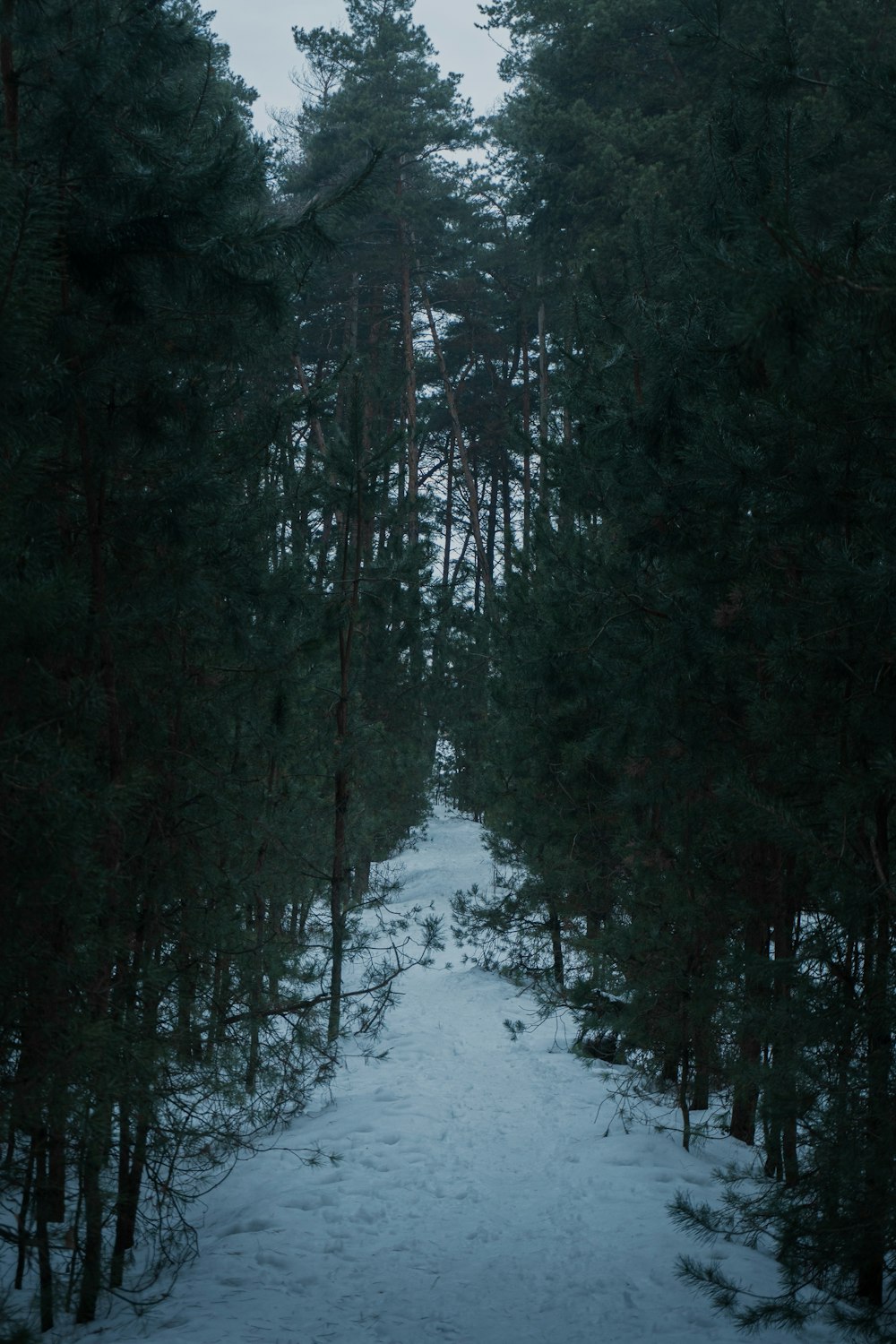 a snow covered path in the middle of a forest