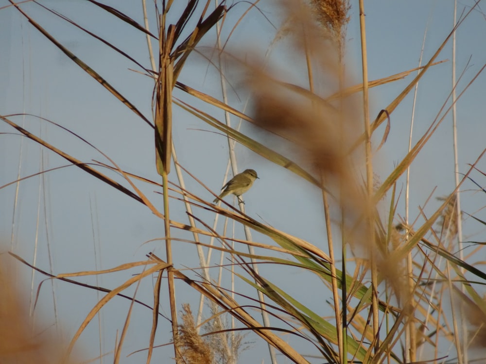 a small bird sitting on top of a dry grass field