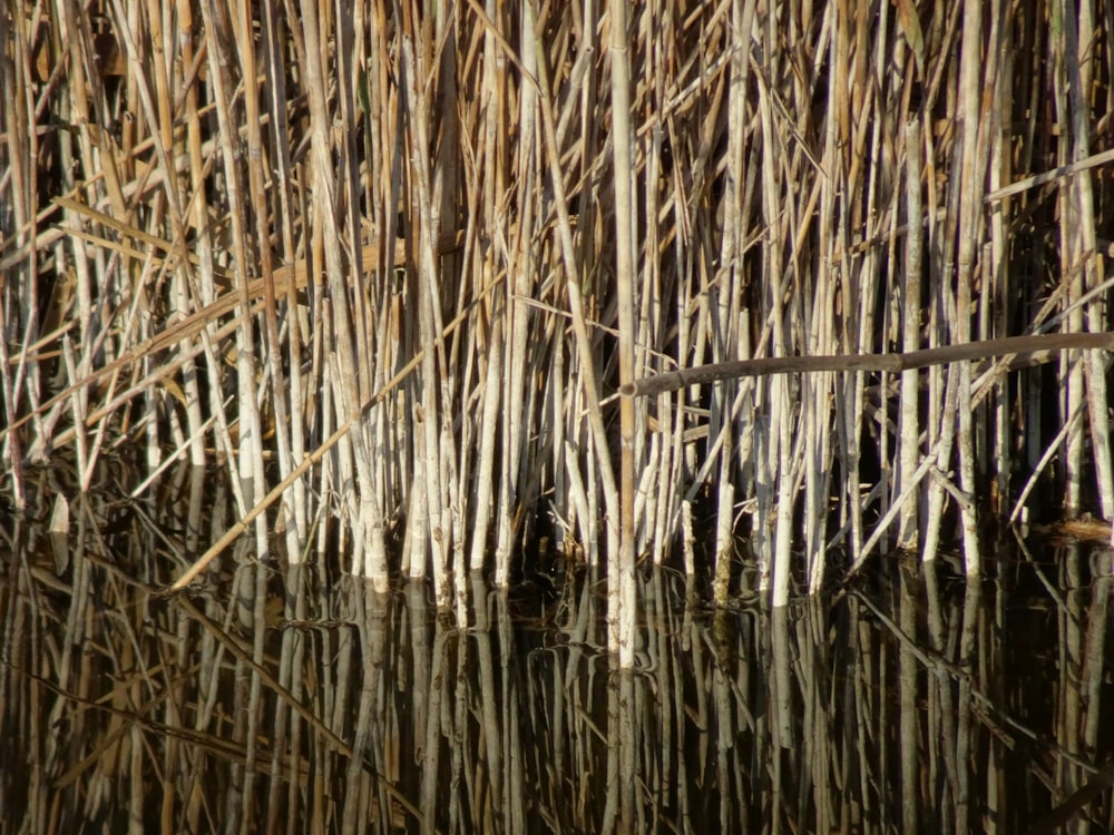the reeds are reflected in the still water
