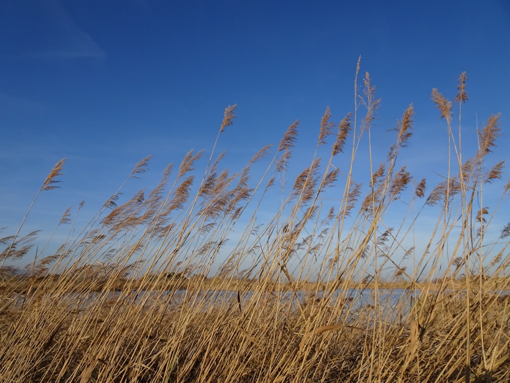 a bunch of tall dry grass next to a body of water