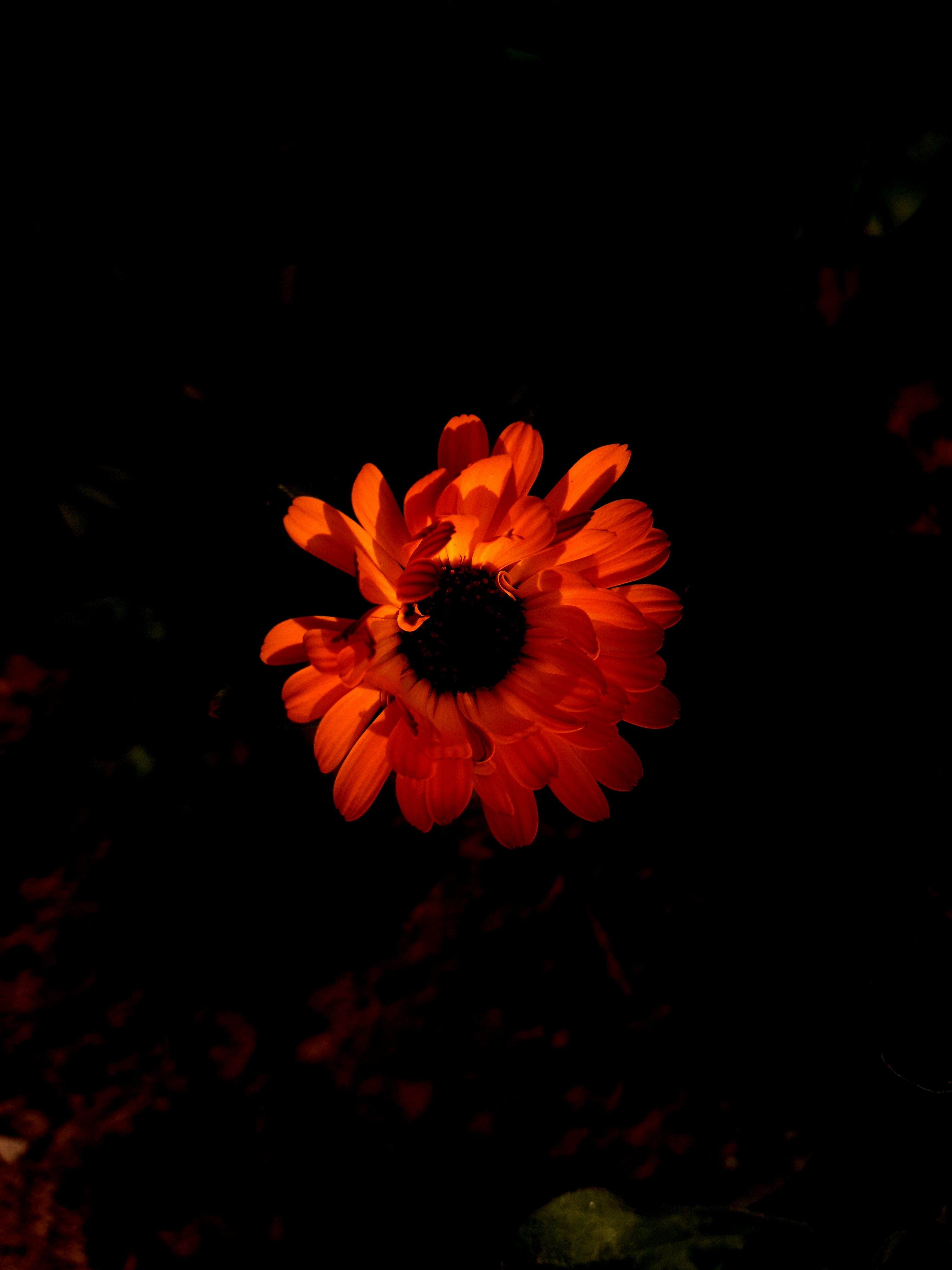 Photo by shutters_flutter