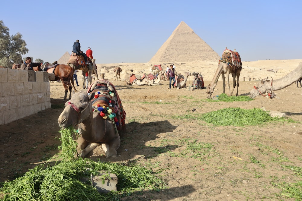 um grupo de camelos comendo grama em frente às pirâmides